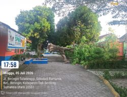 Pohon Besar Tumbang di SDN 106829 Beringin, Rusak Fasilitas Sekolah, Penanganan Dinilai Lamban